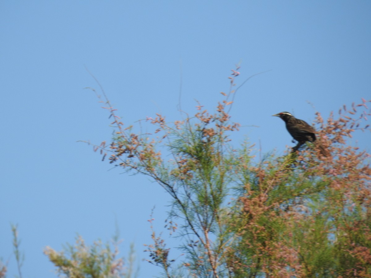 Long-tailed Meadowlark - ML612100794