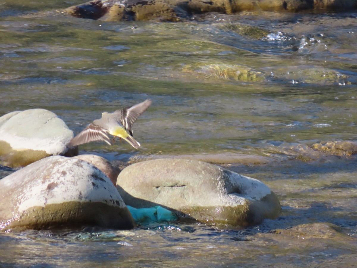 Gray Wagtail - ML612100821