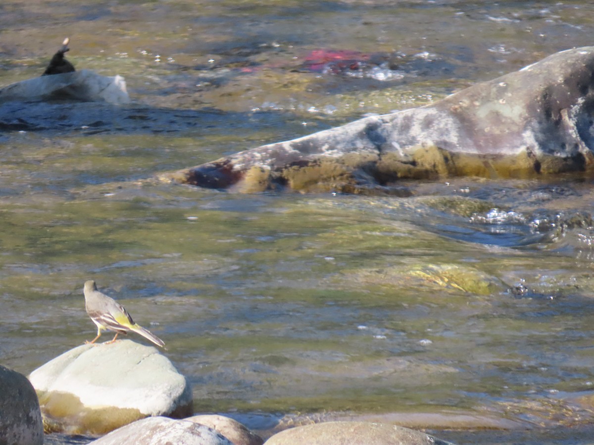 Gray Wagtail - ML612100833