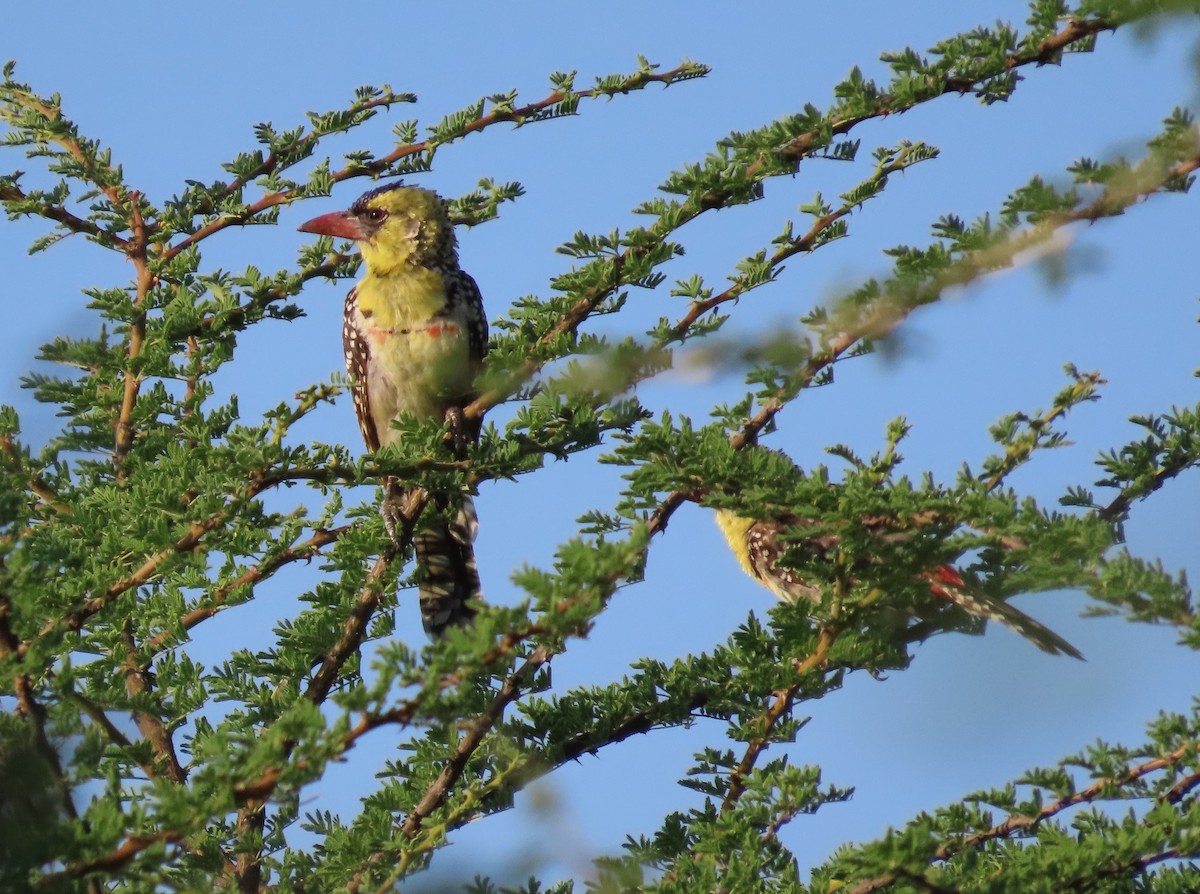 Yellow-breasted Barbet - ML612100836
