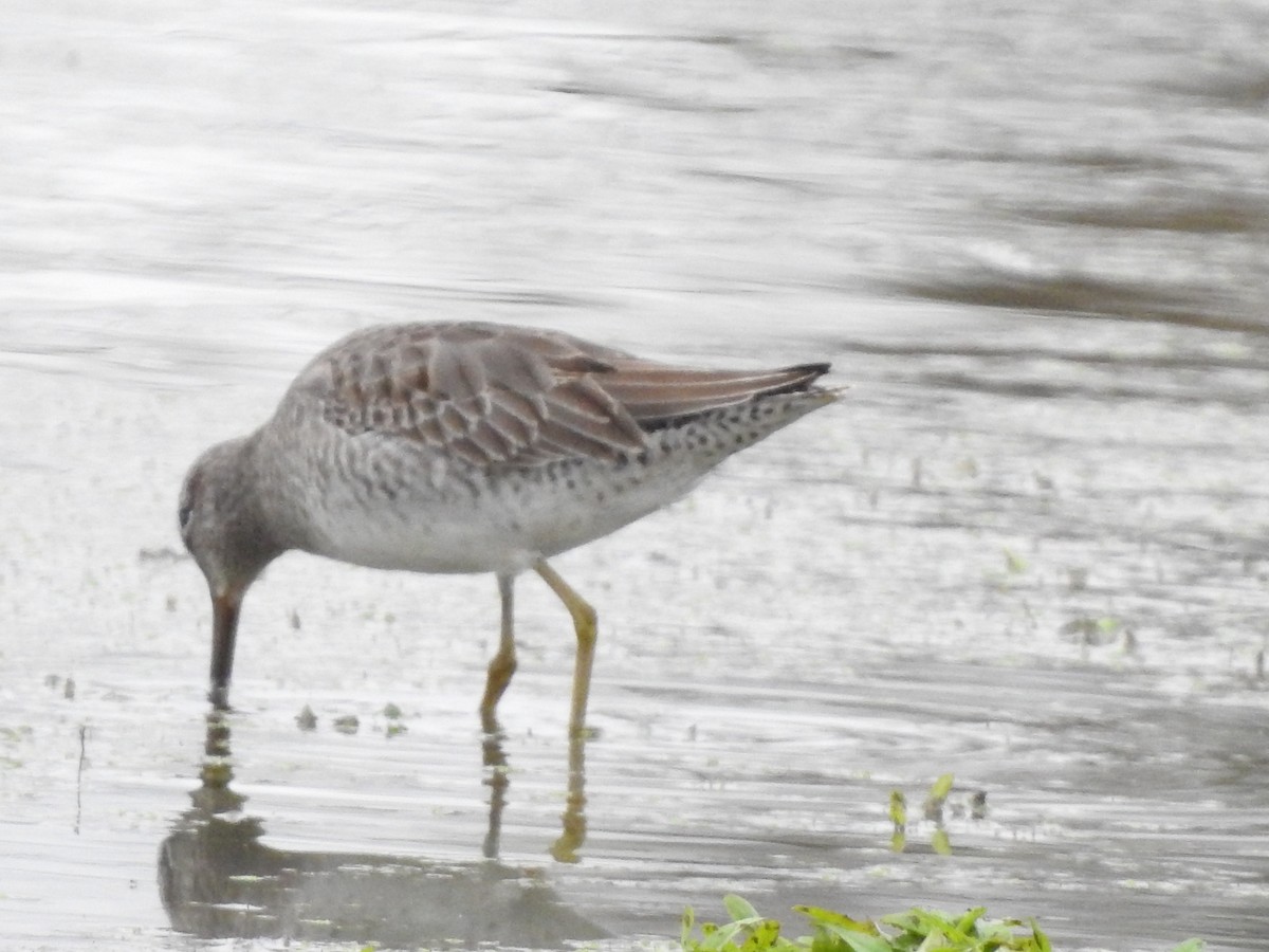 Long-billed Dowitcher - ML612100930
