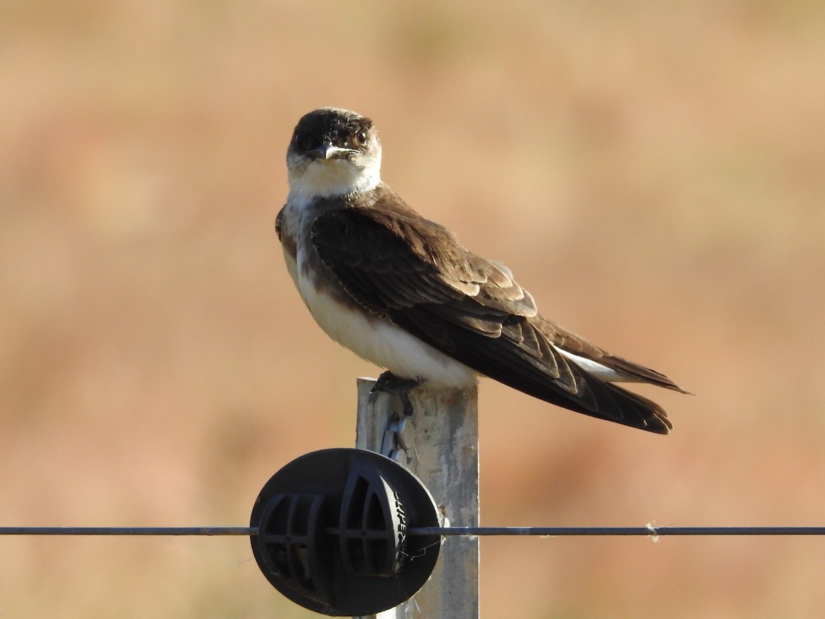 Brown-chested Martin - ML612101059