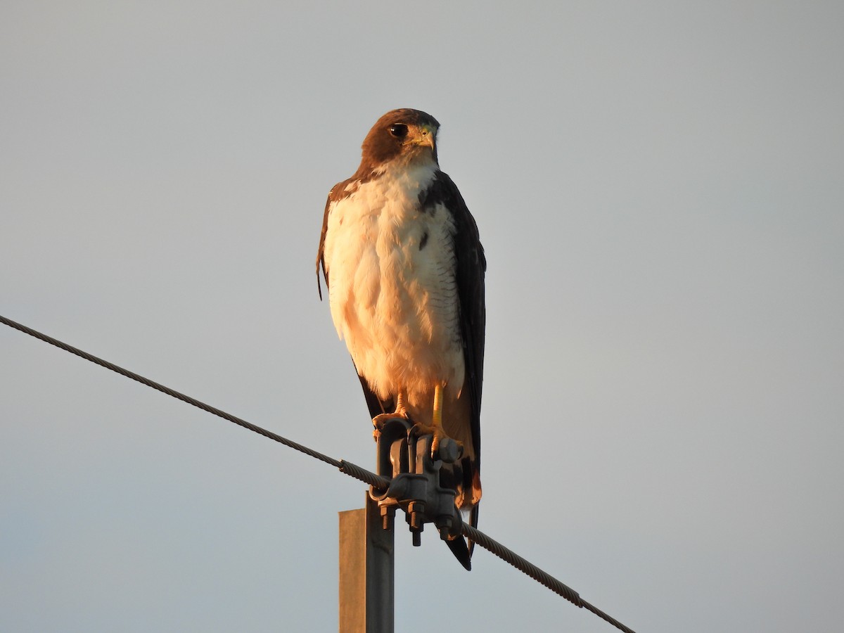 Short-tailed Hawk - Selene Davey
