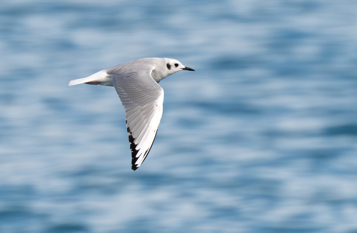 Bonaparte's Gull - ML612101097