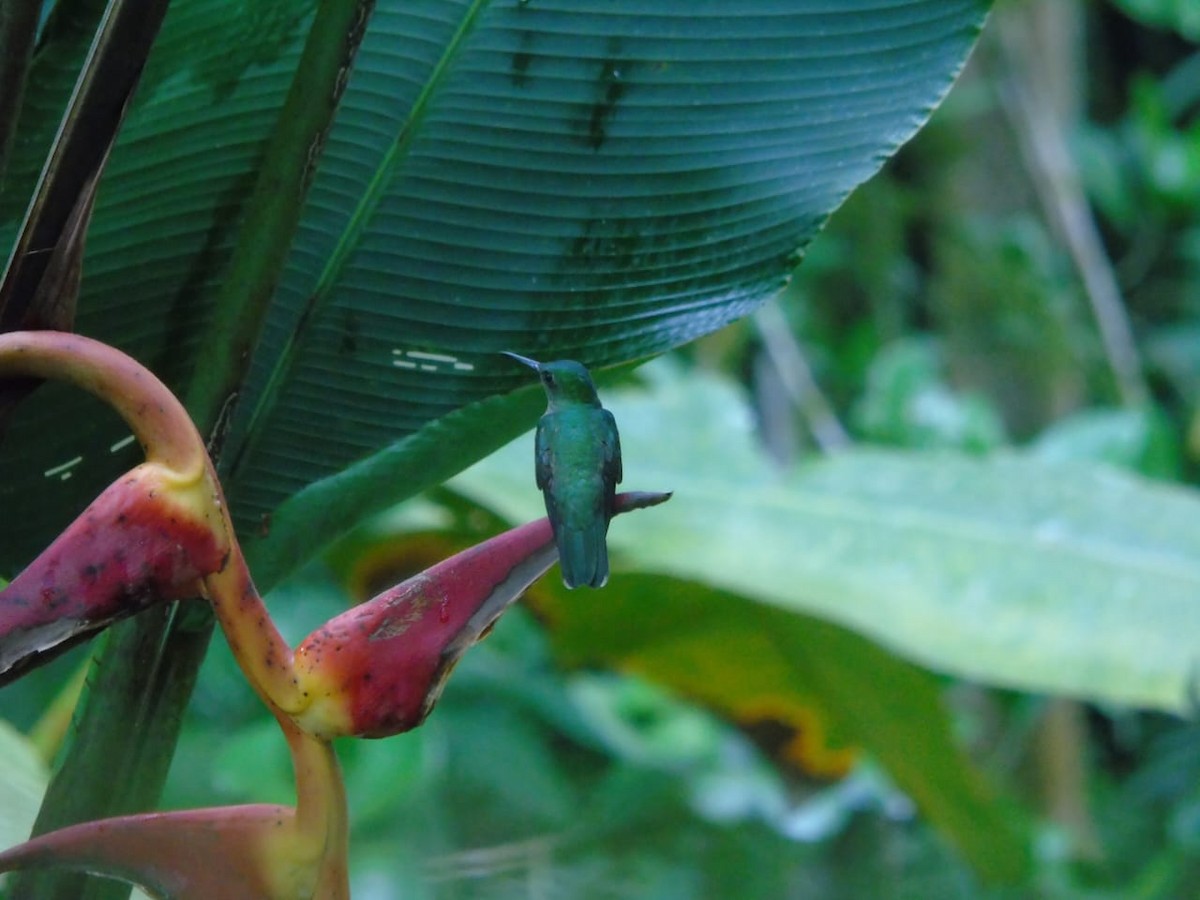 Scaly-breasted Hummingbird - ML612101356