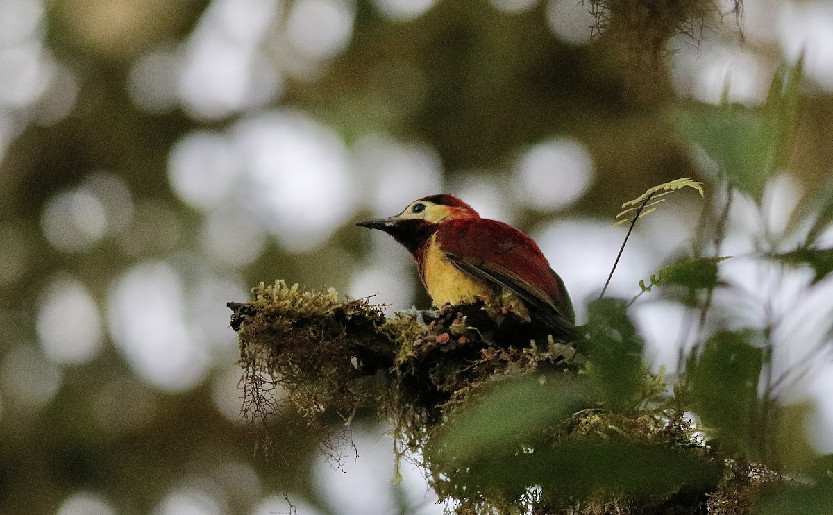 Crimson-mantled Woodpecker - ML612101497