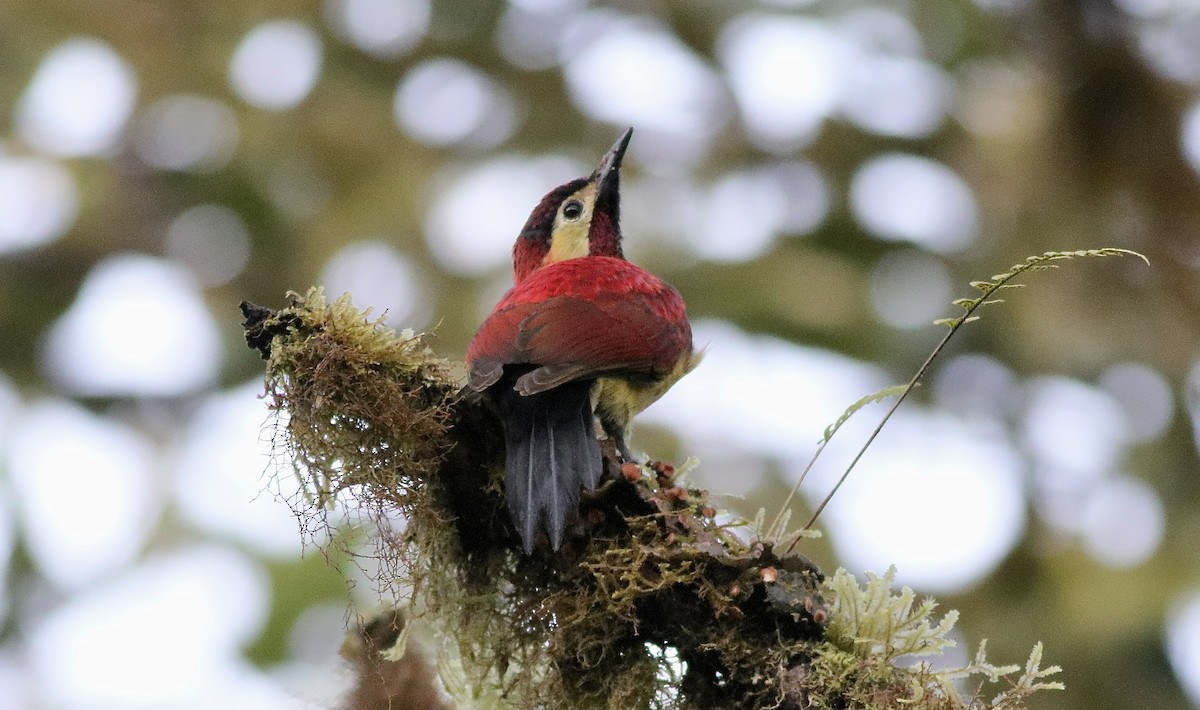 Crimson-mantled Woodpecker - ML612101498