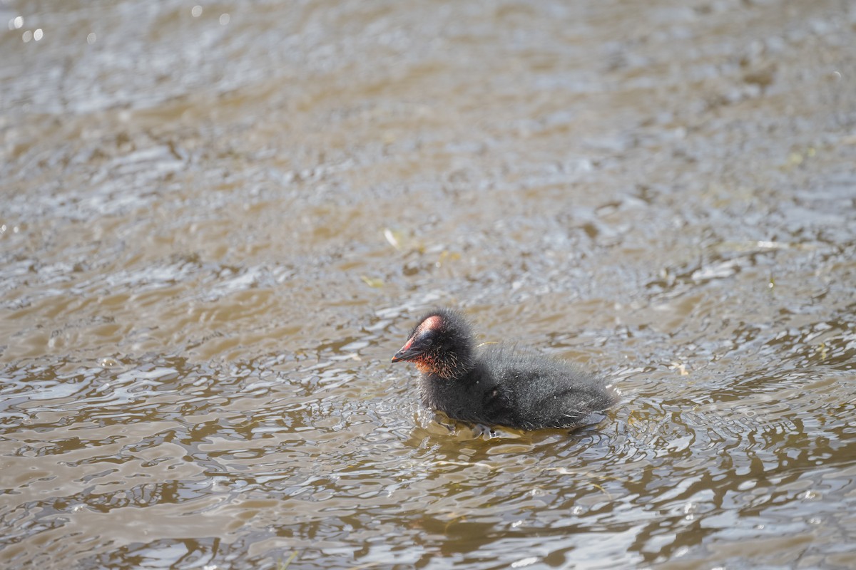Red-gartered Coot - ML612101731