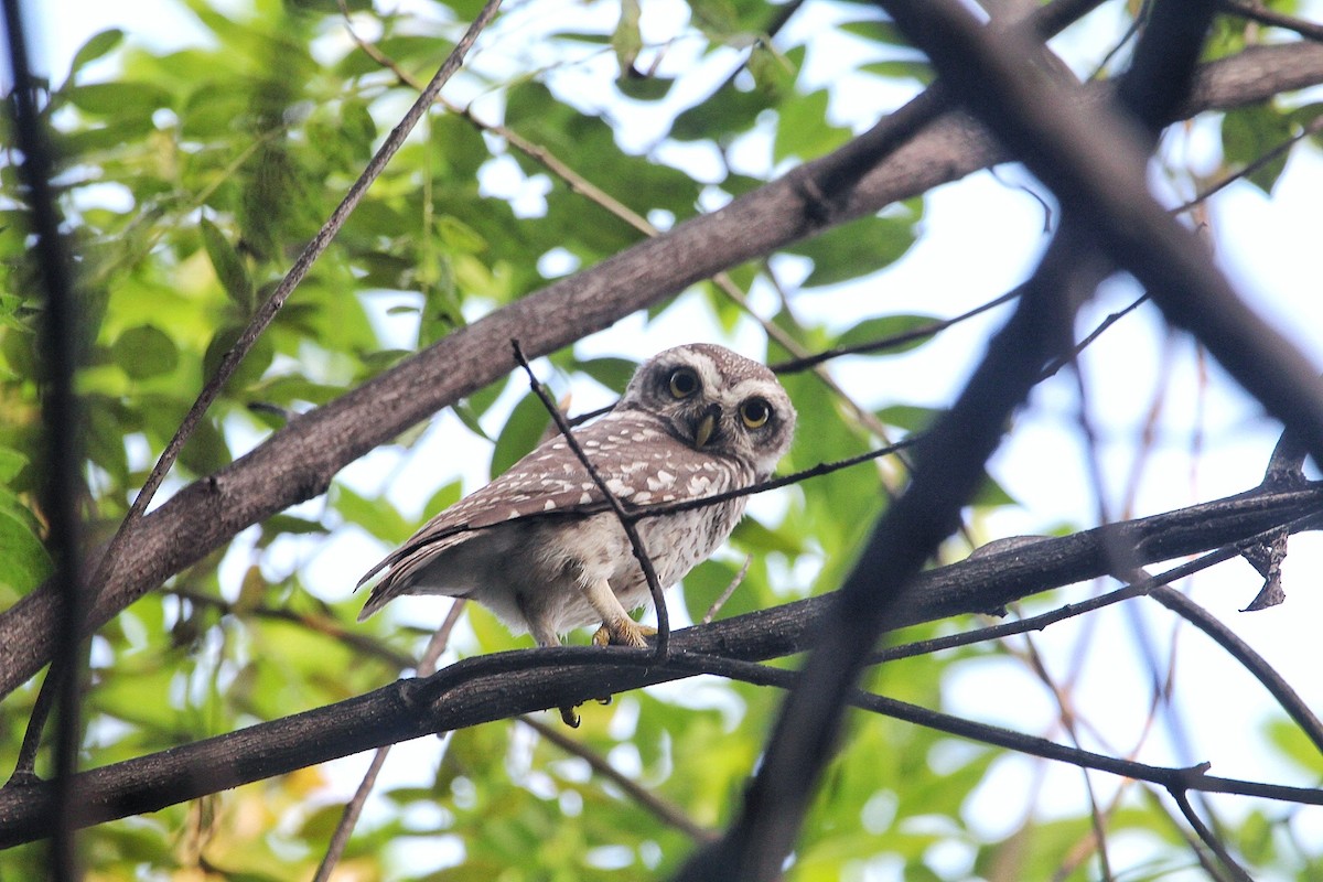 Spotted Owlet - ML612101915