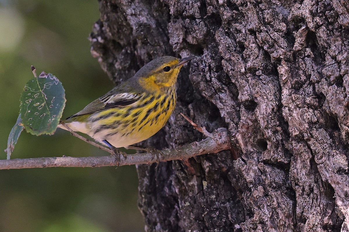 Cape May Warbler - ML612101998