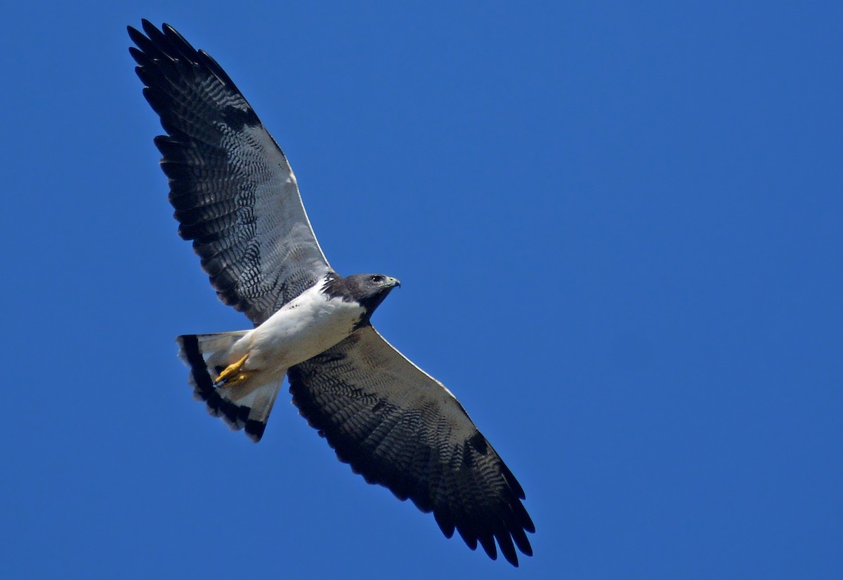 White-tailed Hawk - Jorge Dangel