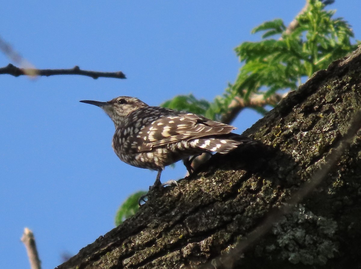African Spotted Creeper - ML612102759
