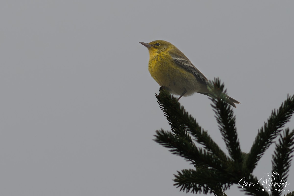 Pine Warbler - ML612102807