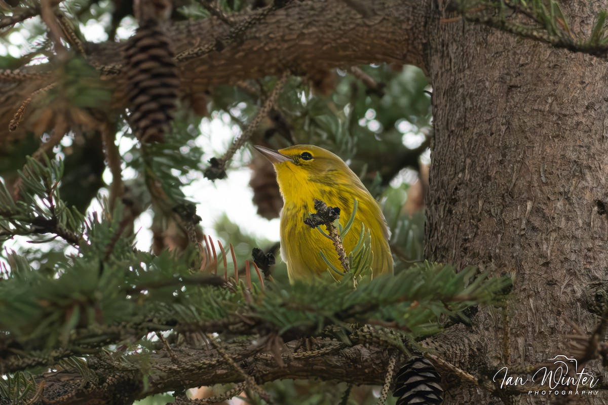Pine Warbler - ML612102808