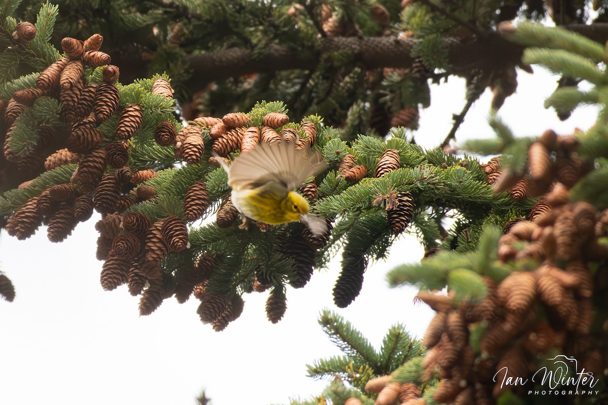 Pine Warbler - ML612102809