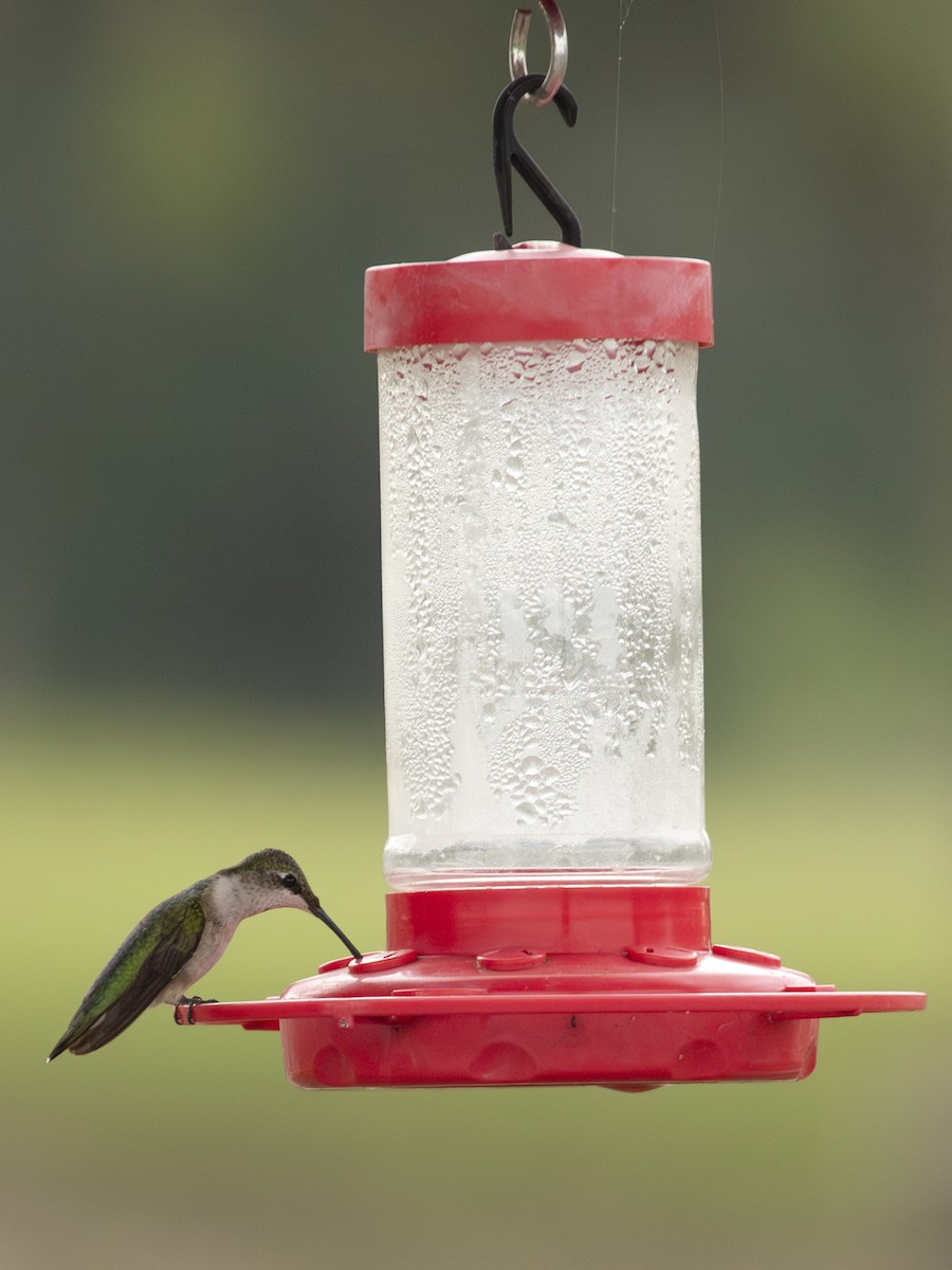 Ruby-throated Hummingbird - ML612102851