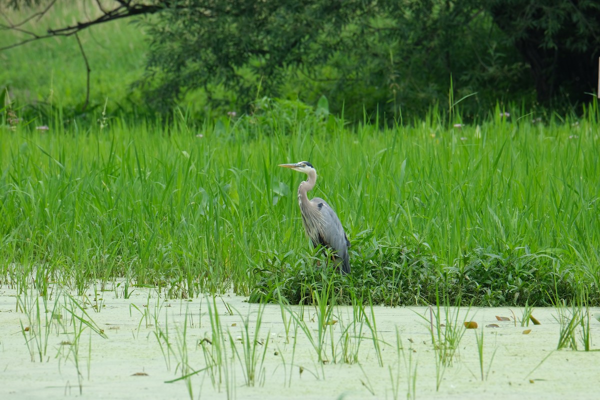 Great Blue Heron - ML612102907