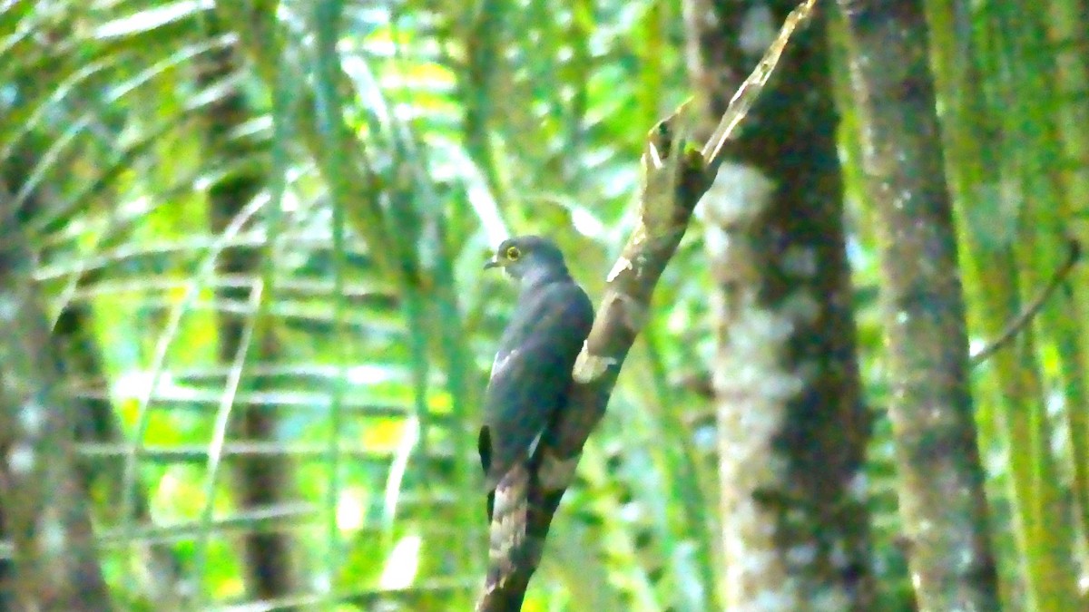 Philippine Hawk-Cuckoo - ML612102920