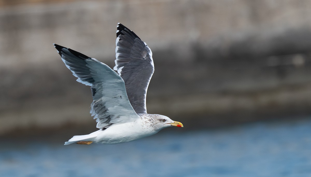 Lesser Black-backed Gull - ML612102926