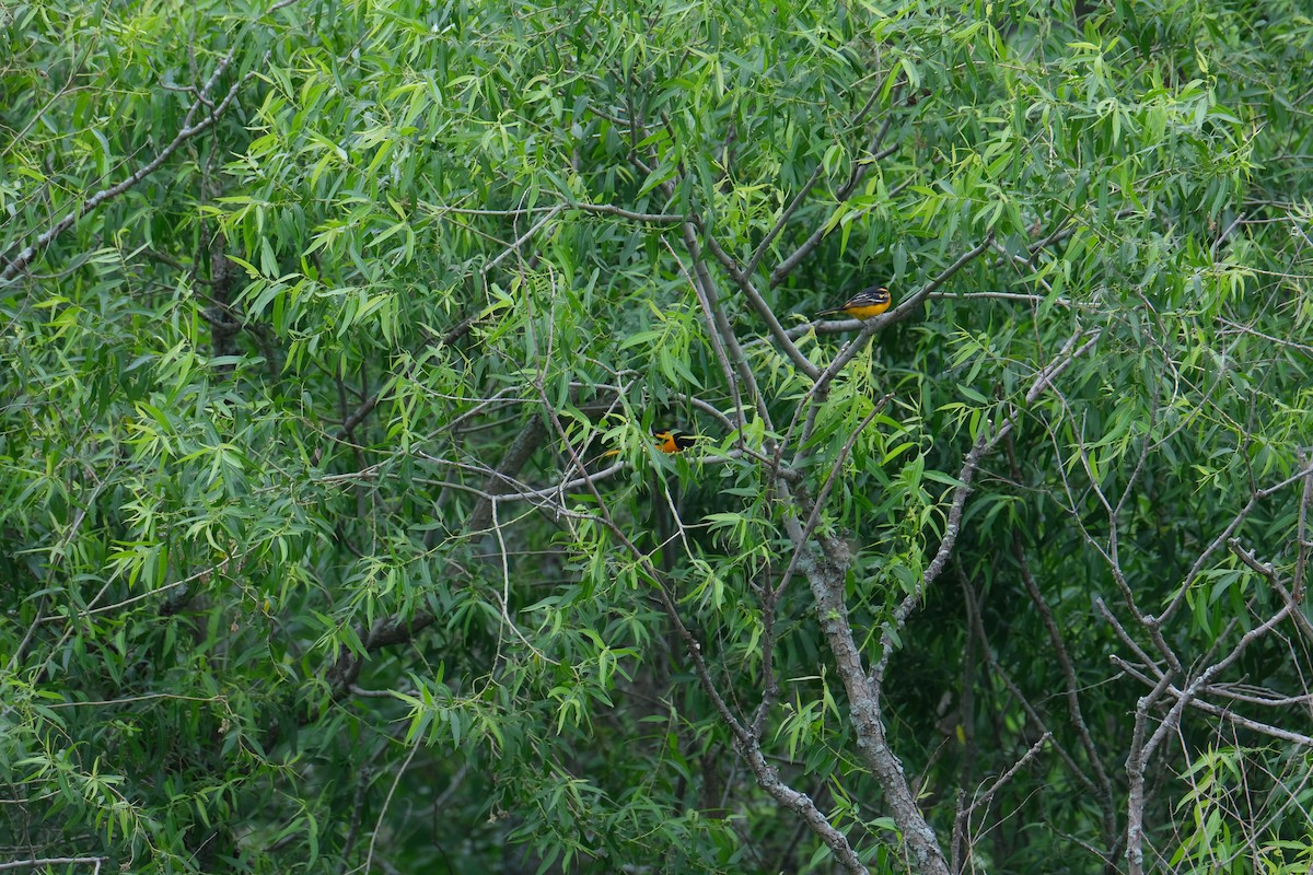 Baltimore Oriole - ML612102969
