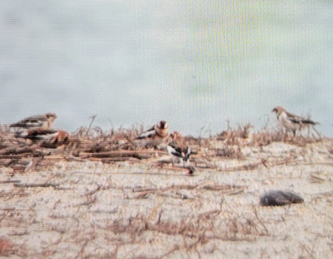 Ebird Checklist 10 Dec 2023 Prime Hook Nwr Fowler Beach Rdfowler Beach 26 Species 4826