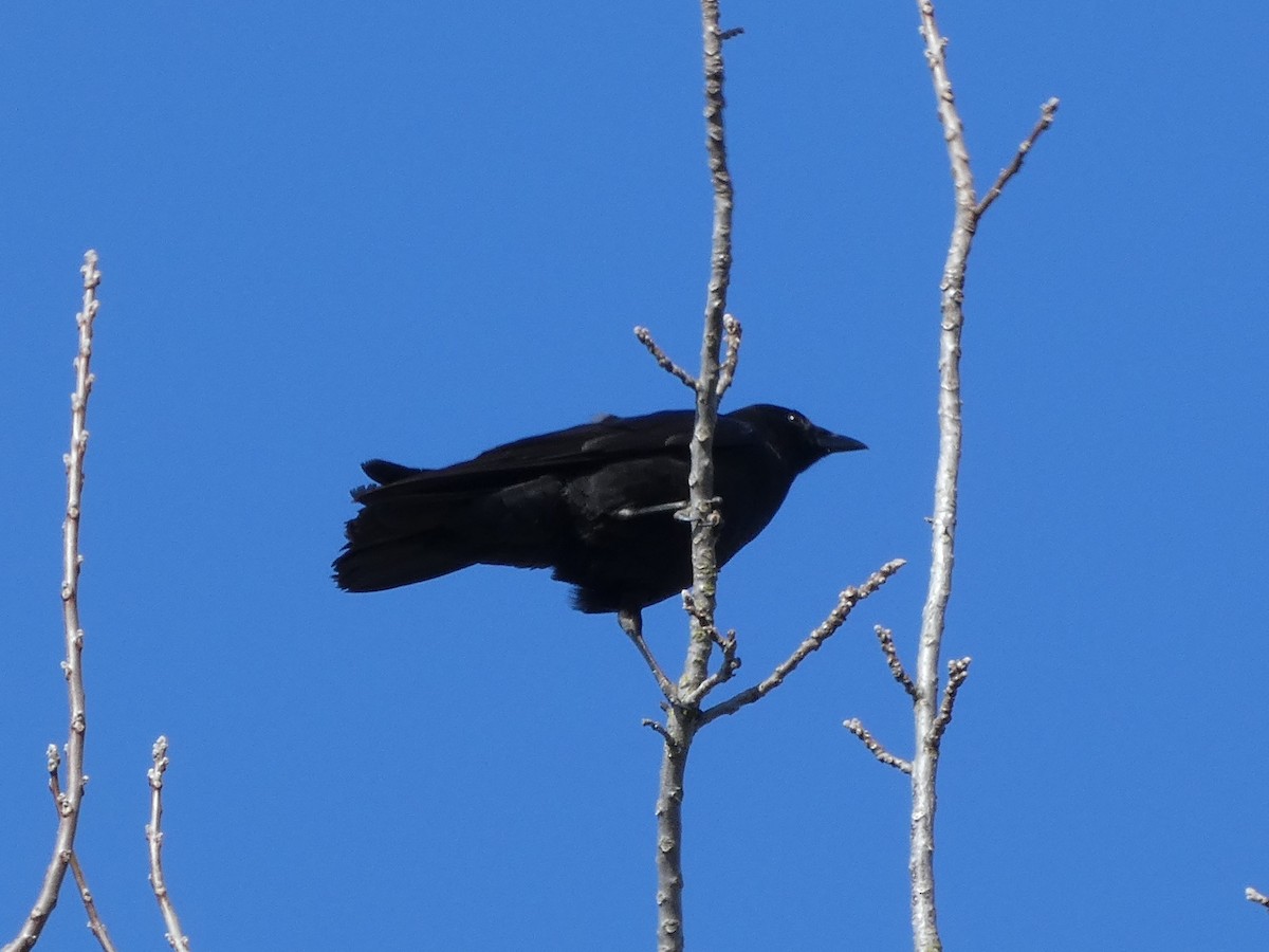 American Crow - ML612103050