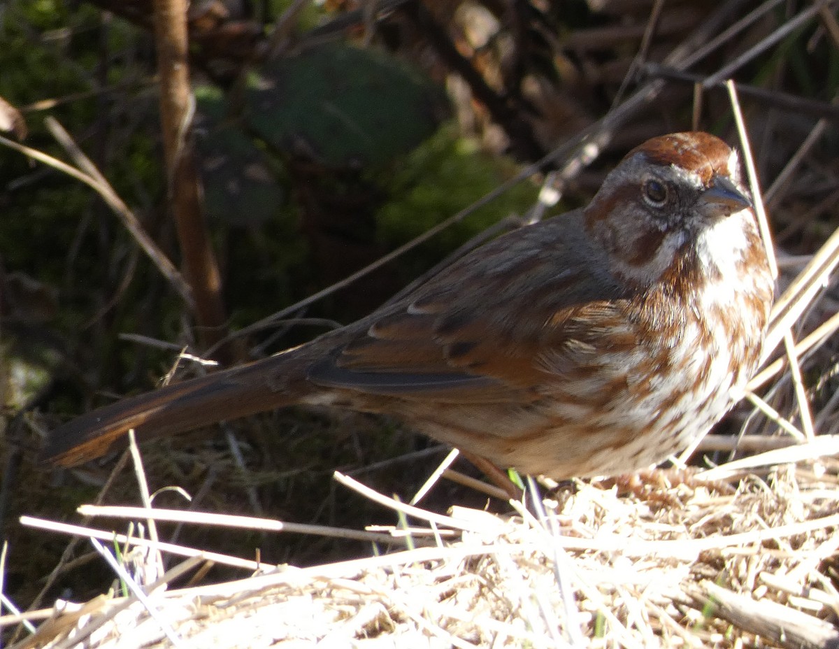 Song Sparrow - River Ahlquist