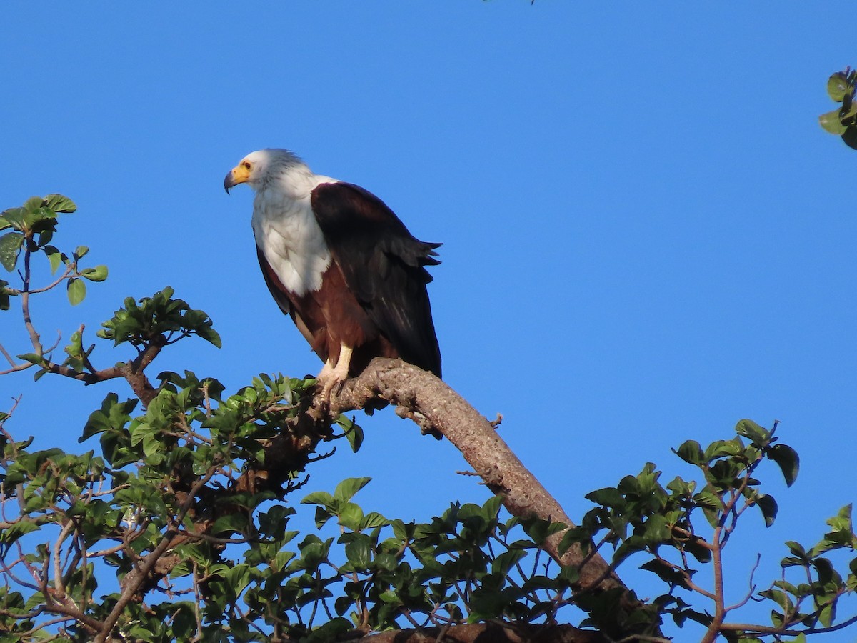 African Fish-Eagle - ML612103149