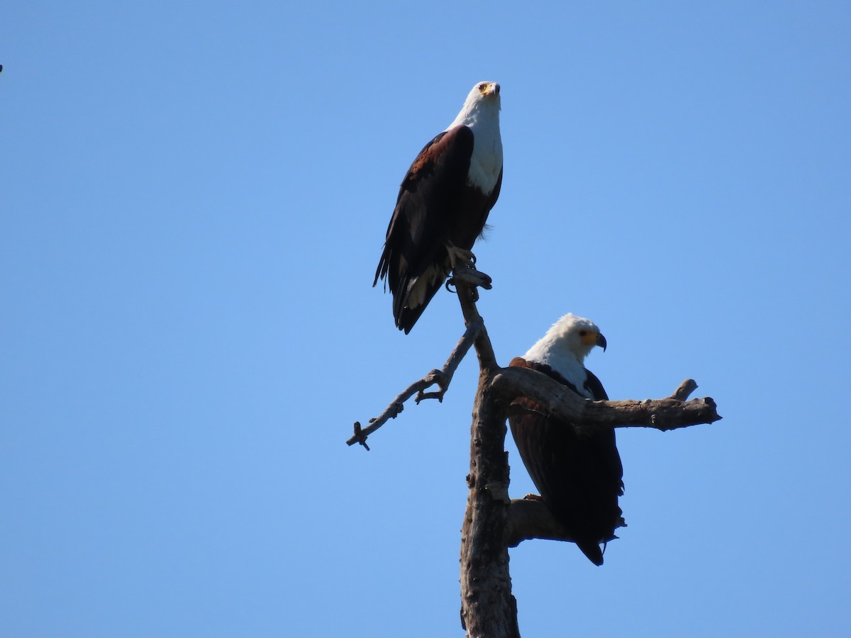 African Fish-Eagle - ML612103157