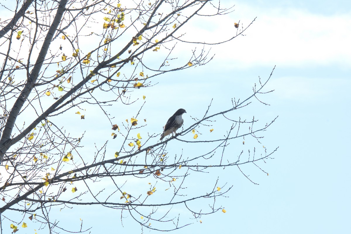 Red-tailed Hawk - ML612103203