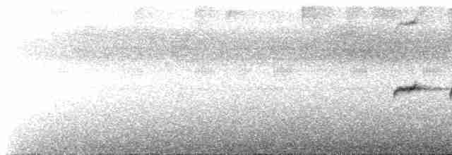 Grauscheitel-Ameisenvogel - ML612103724