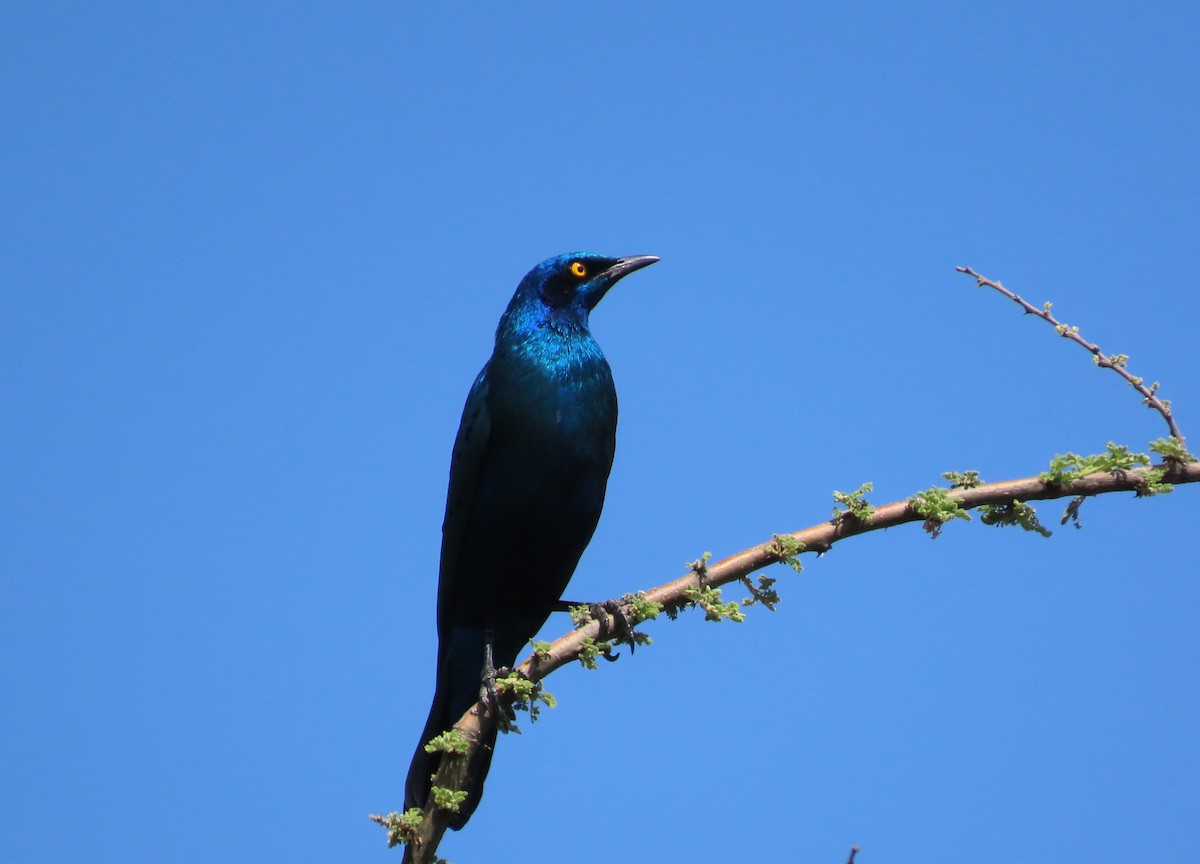 Greater Blue-eared Starling - ML612103846
