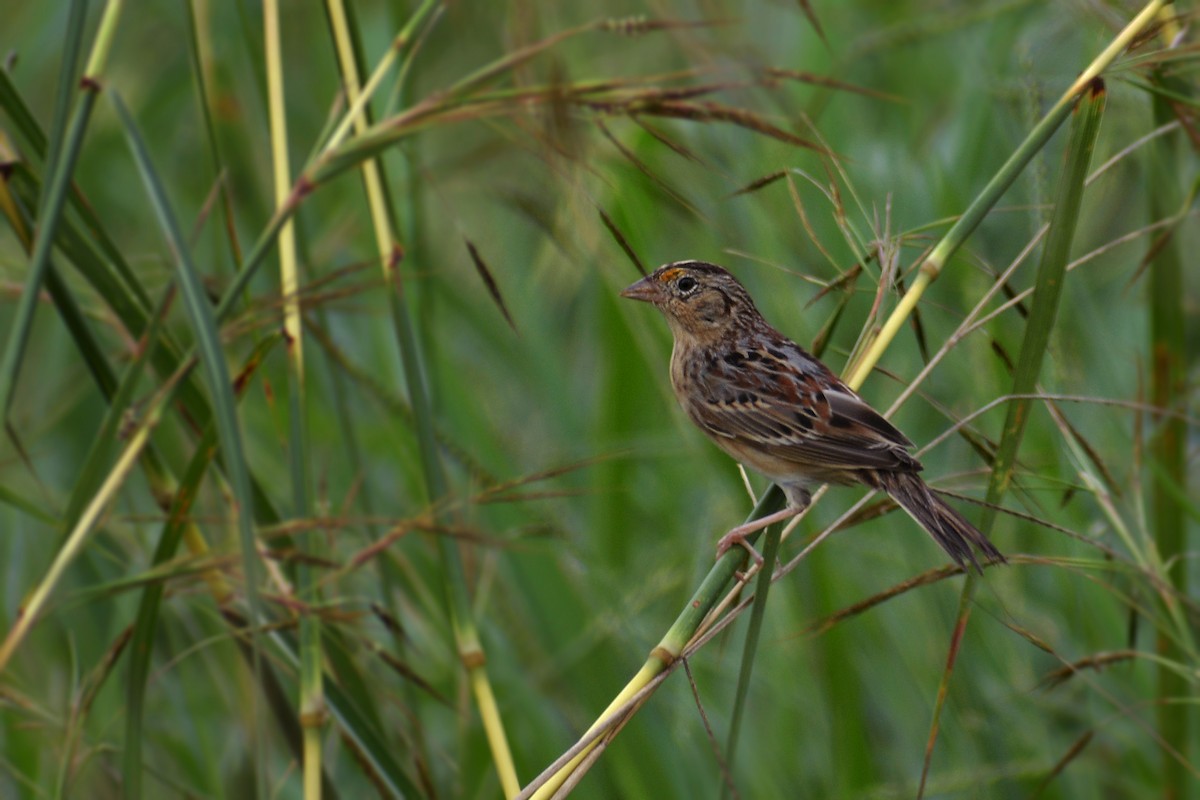 Grasshopper Sparrow - ML612103984