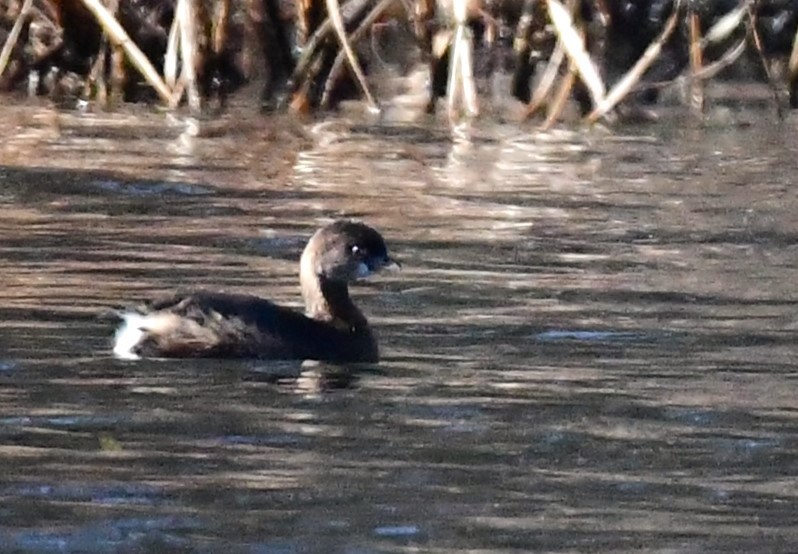 Pied-billed Grebe - ML612104034