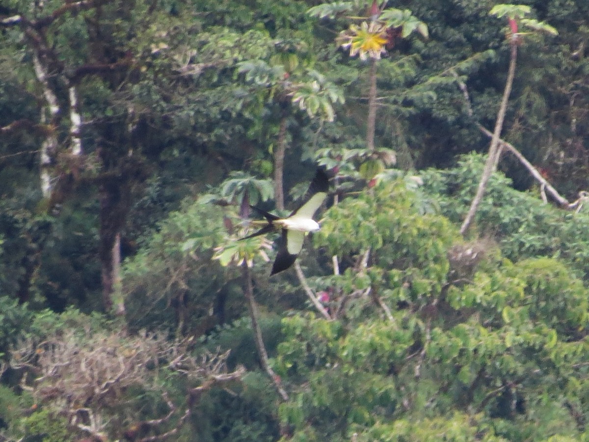 Swallow-tailed Kite - ML612104356