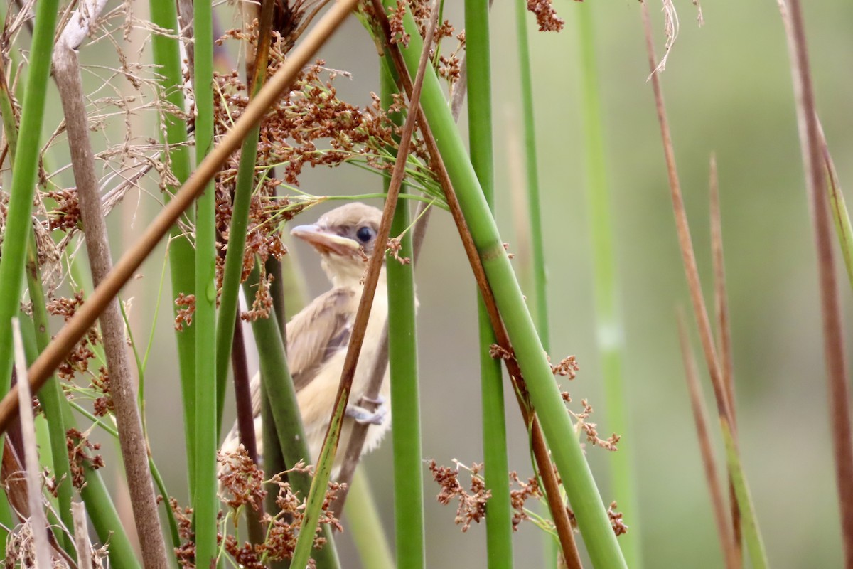 Australian Reed Warbler - ML612104731