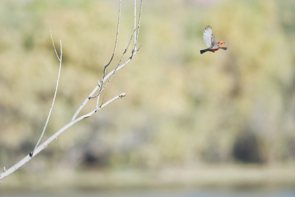 Vermilion Flycatcher - ML612104734