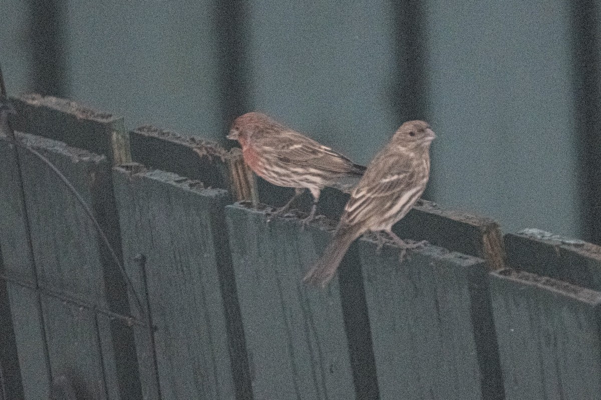 House Finch - ML612104737
