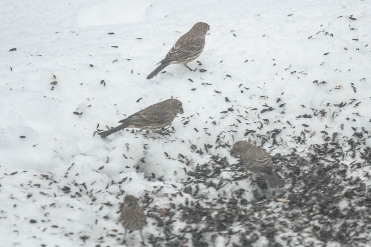 House Finch - ML612104738