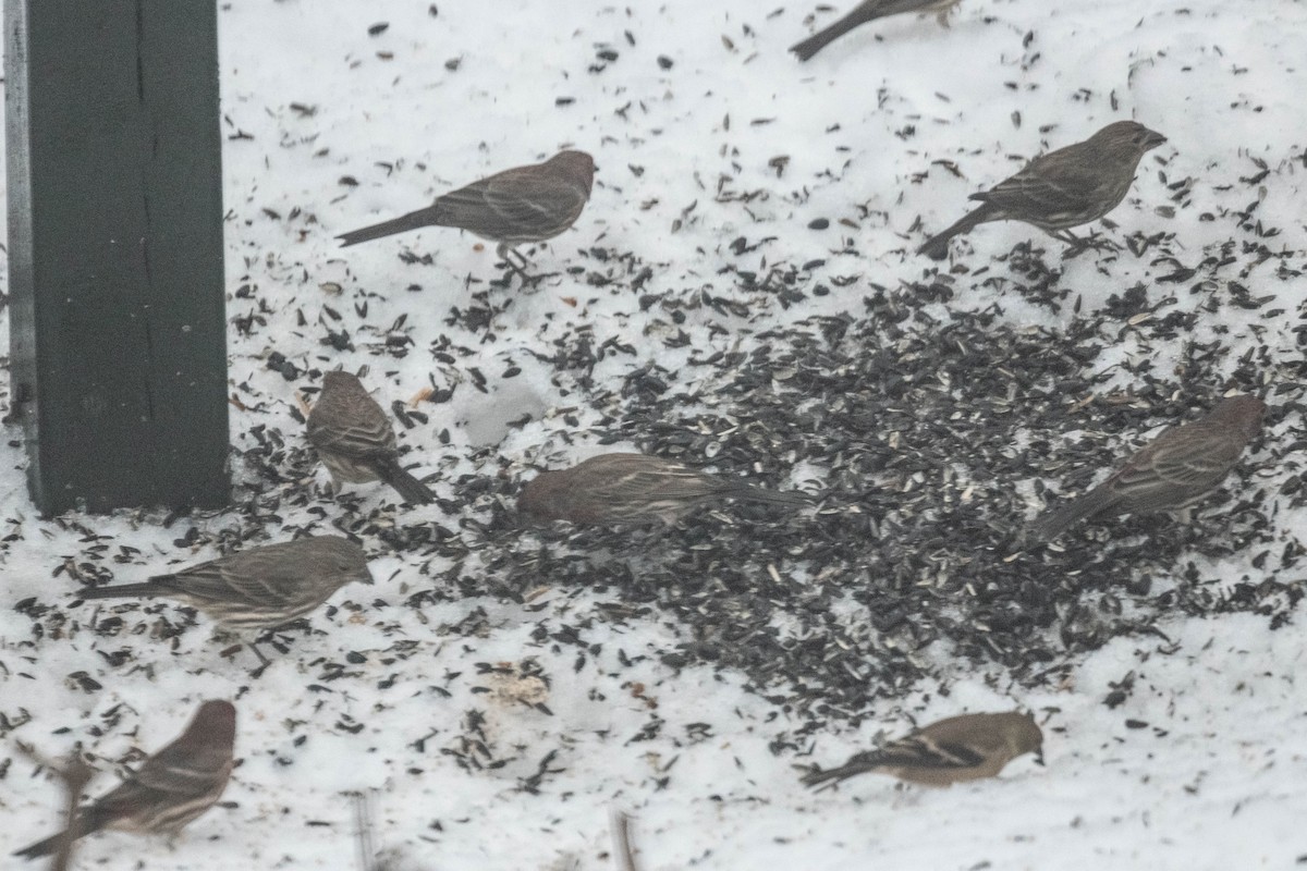 House Finch - ML612104740