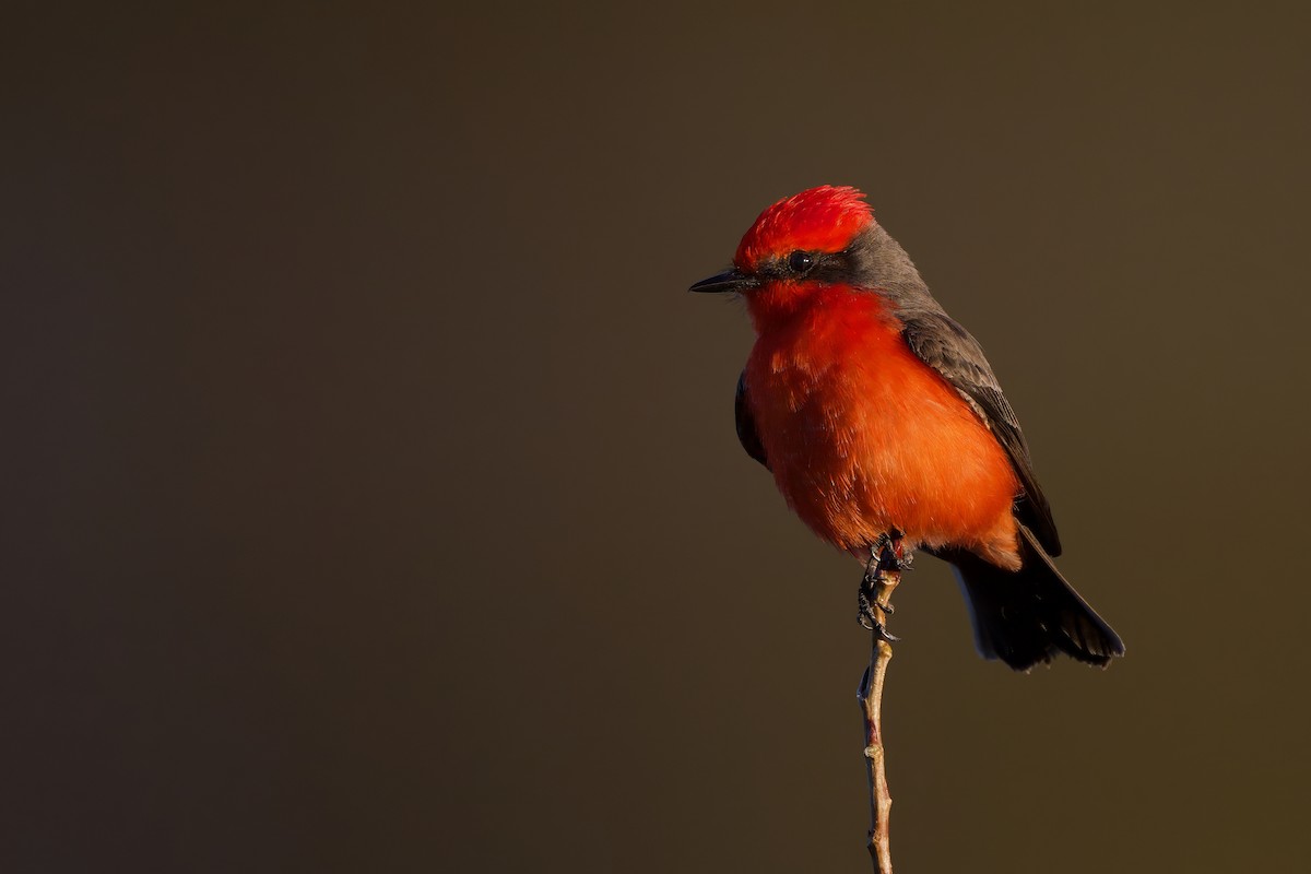 Vermilion Flycatcher - ML612104745