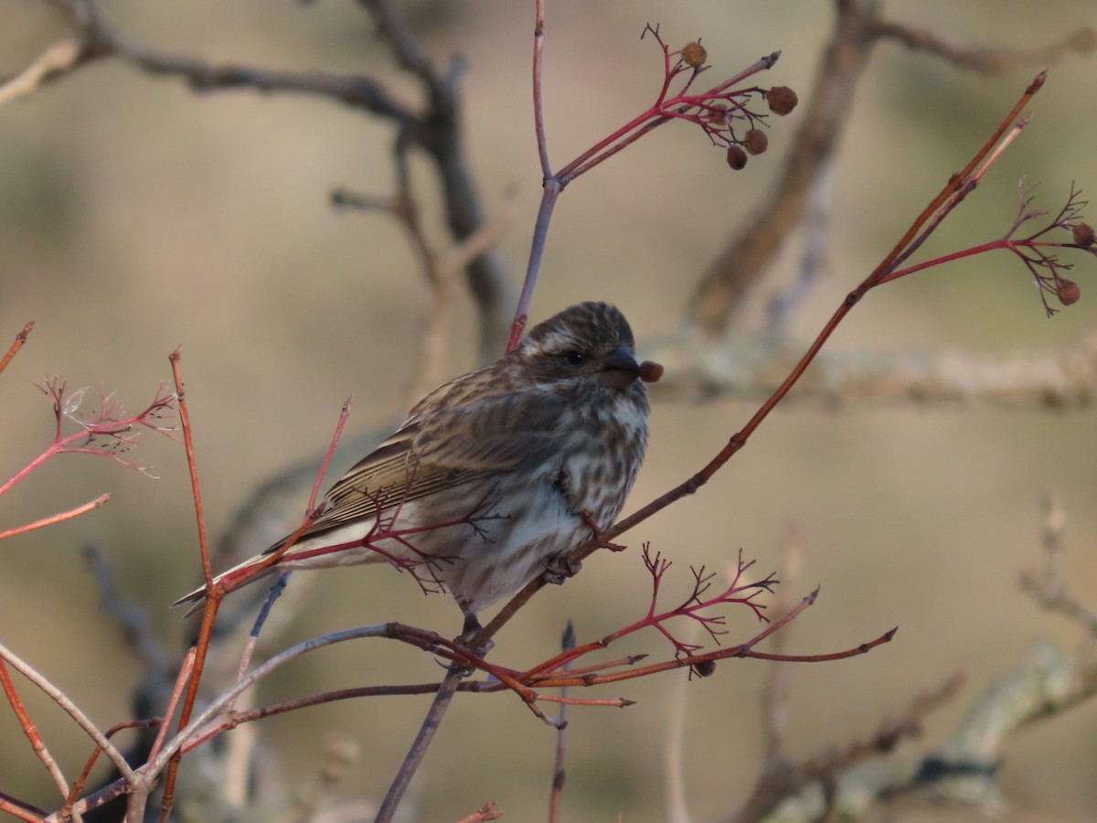 Purple Finch - ML612104748