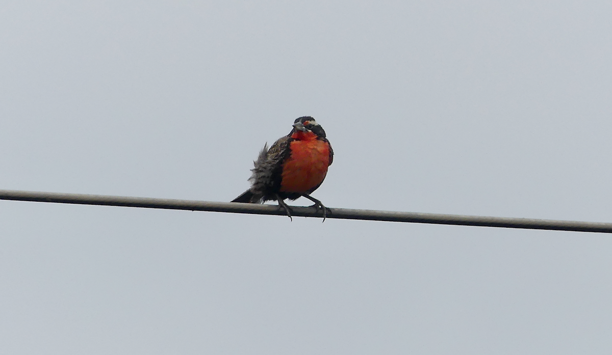 Long-tailed Meadowlark - ML612104749