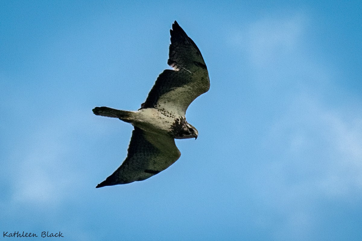 Swainson's Hawk - ML612104751