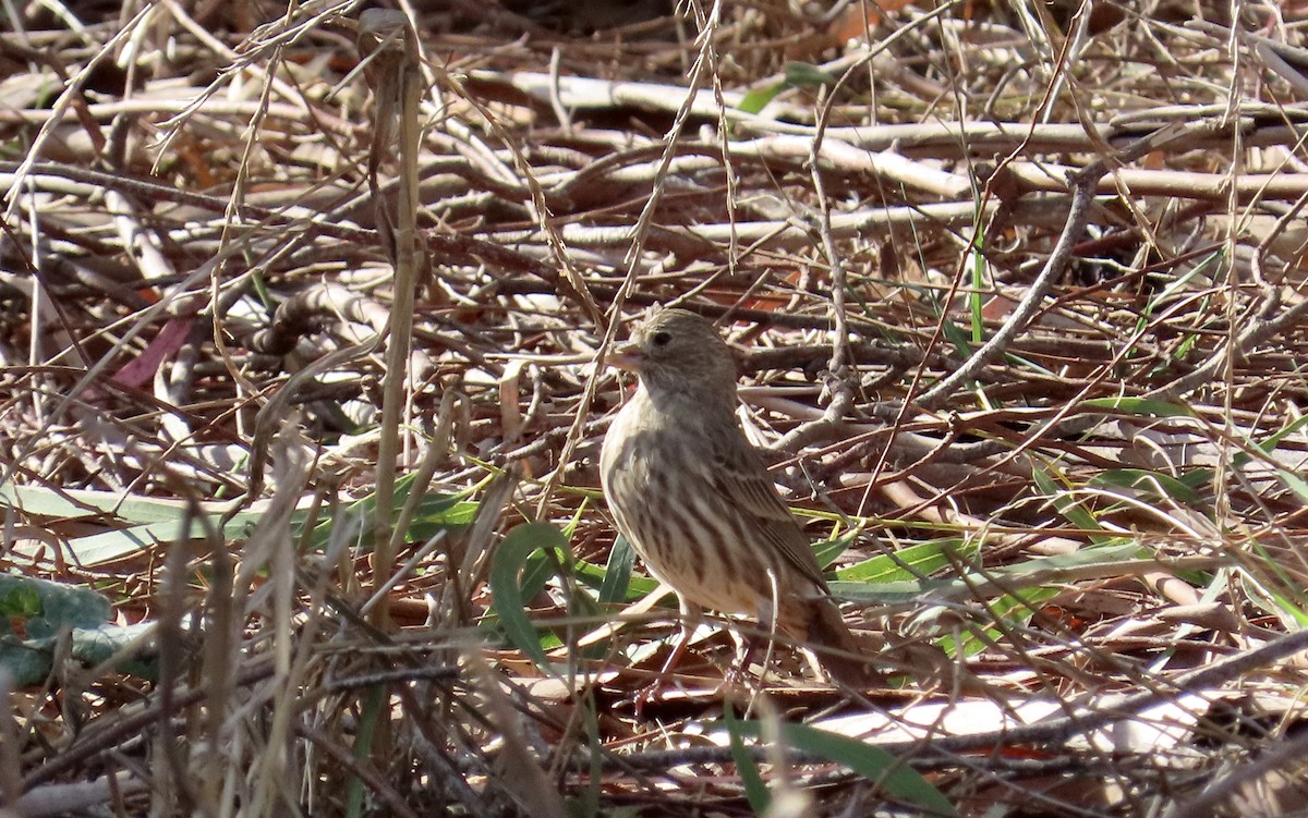 House Finch - ML612104752
