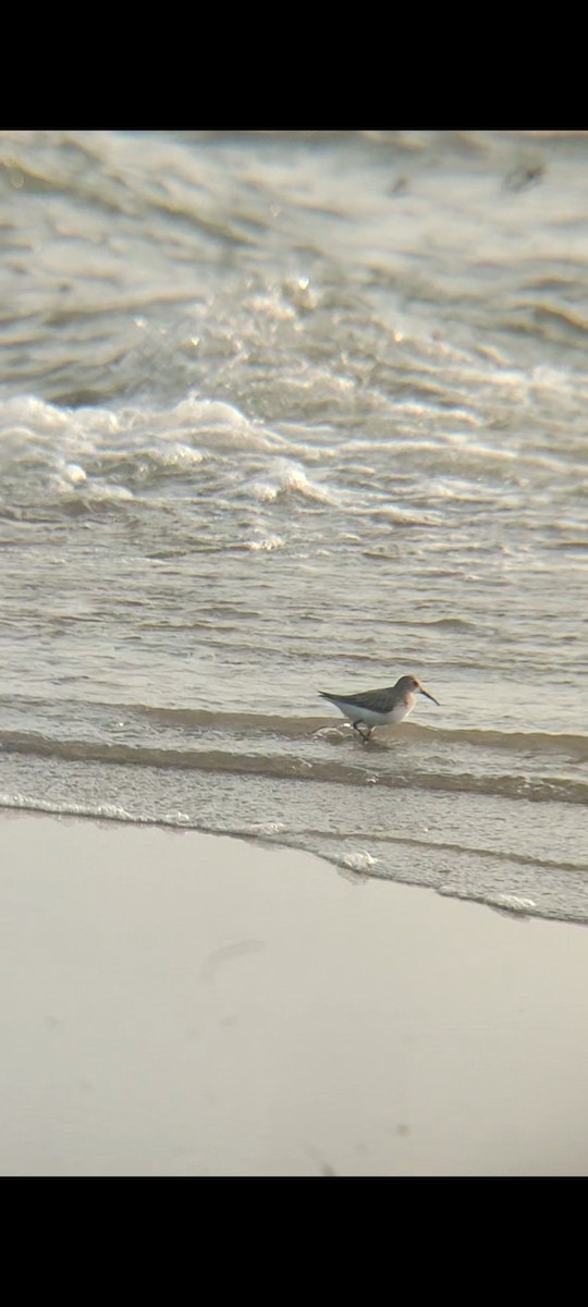 Curlew Sandpiper/Dunlin - ML612104757