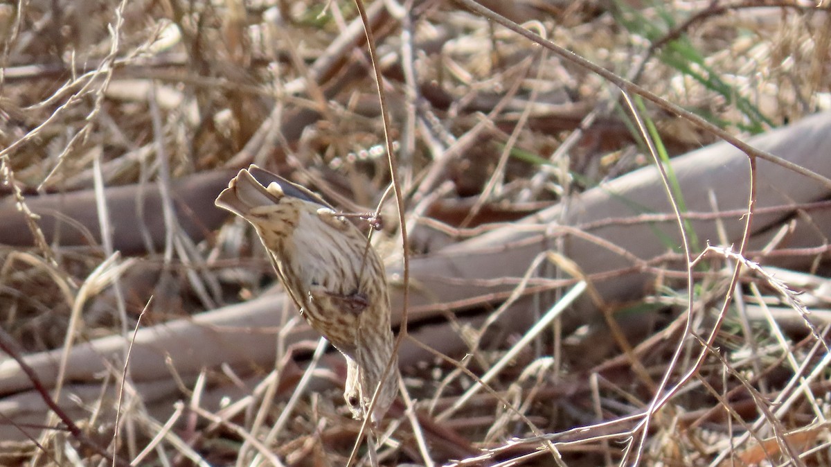 House Finch - ML612104758
