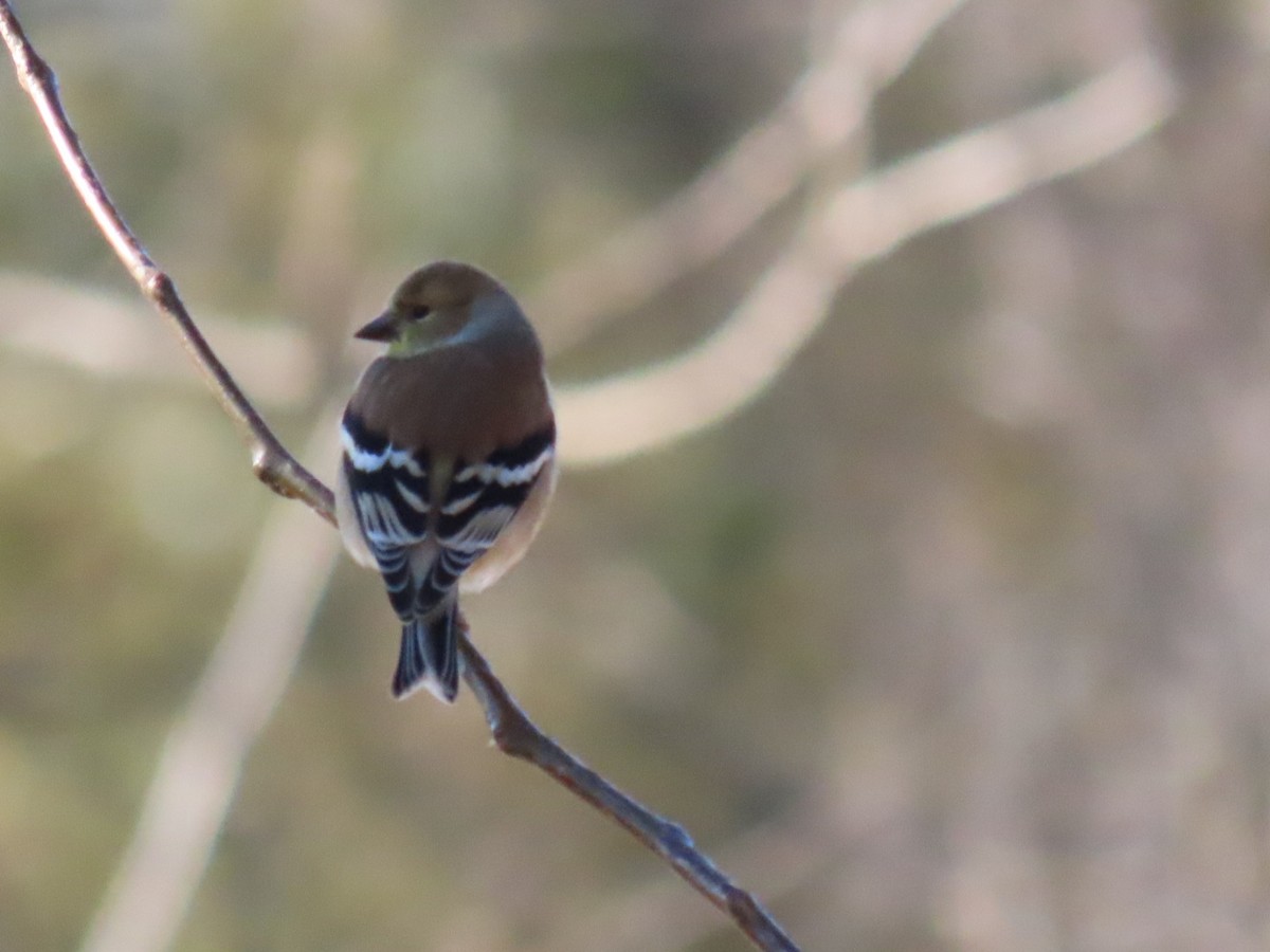 American Goldfinch - ML612104761