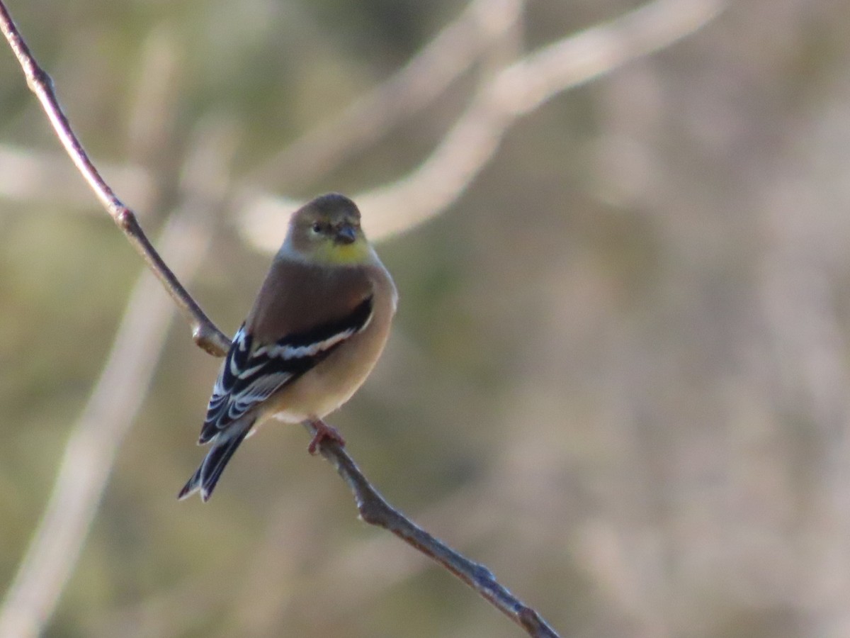 American Goldfinch - ML612104763