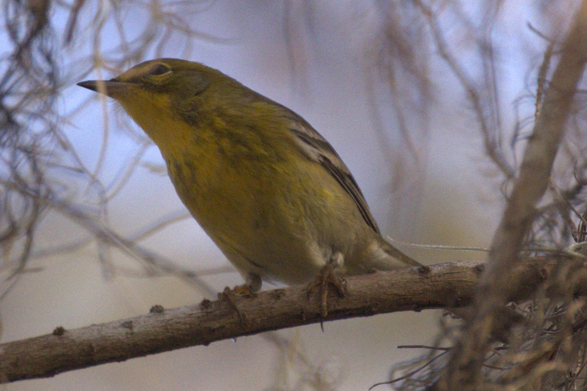 Pine Warbler - ML612104765